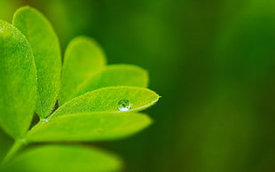 Micro shot of green leaf
